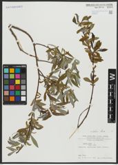 Foto von Salix alba L.